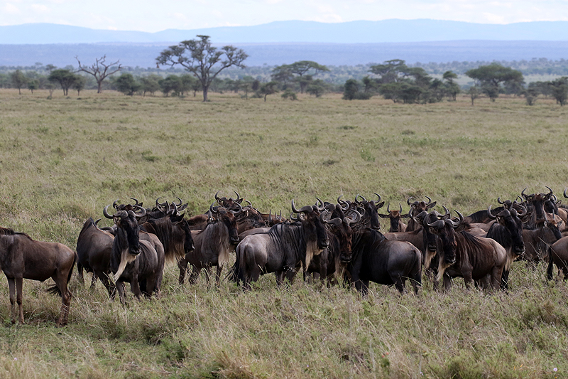 Serengeti