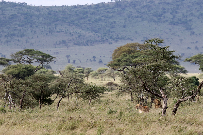 Serengeti