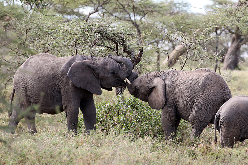 Serengeti