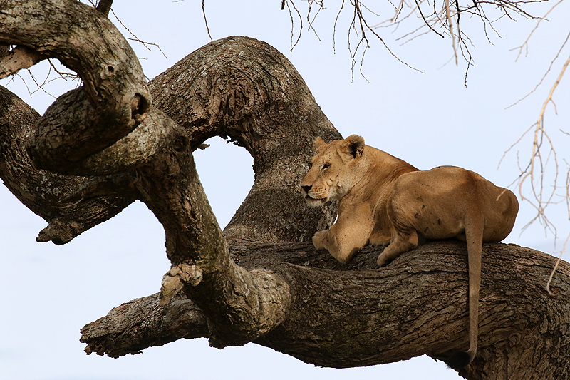 Serengeti