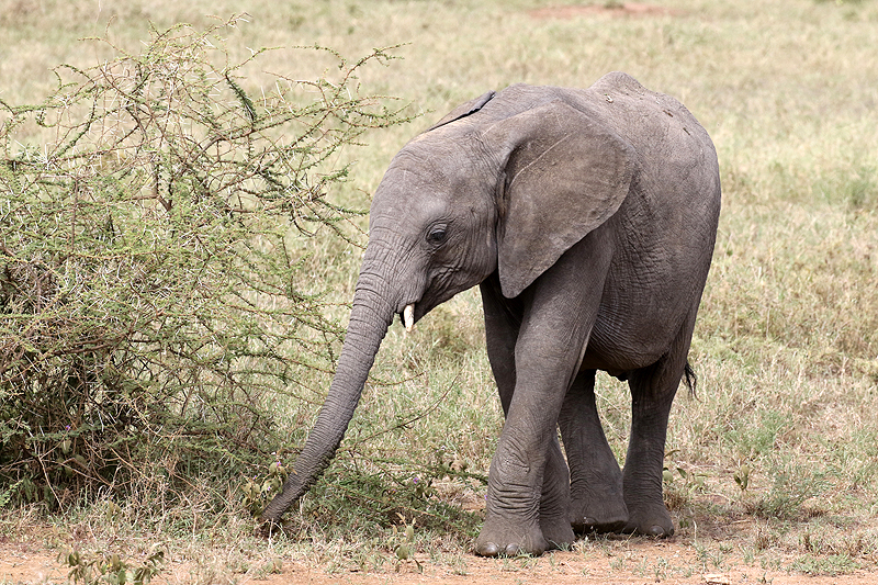 Serengeti