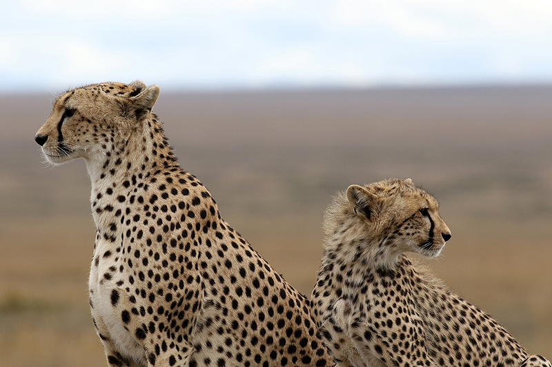 Serengeti