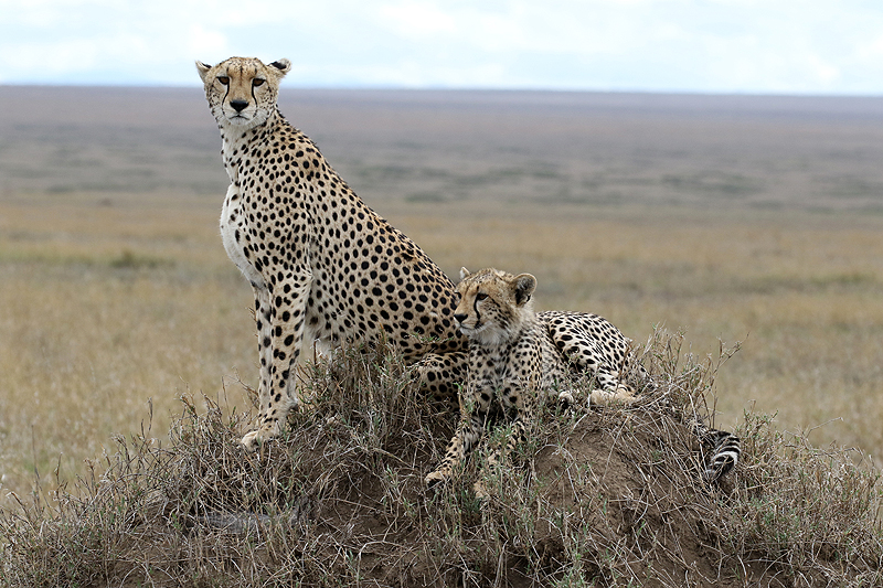 Serengeti