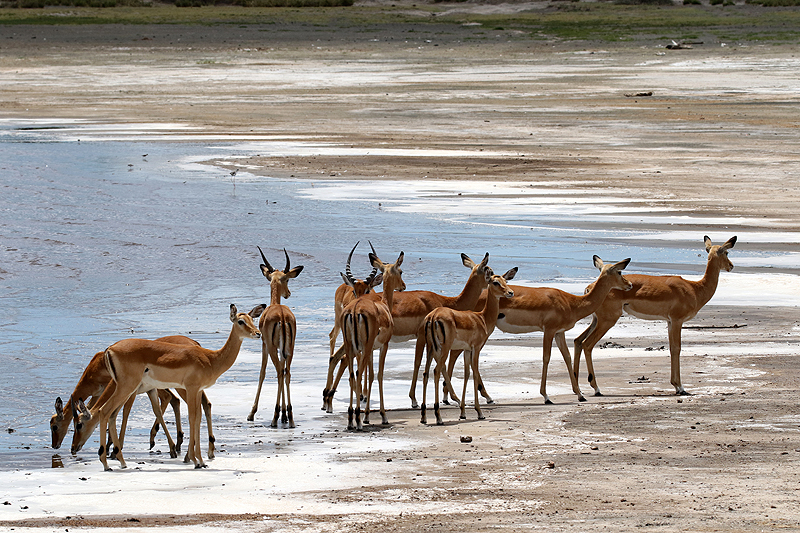 Ngorongoro