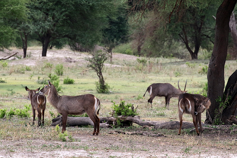 Tarangire