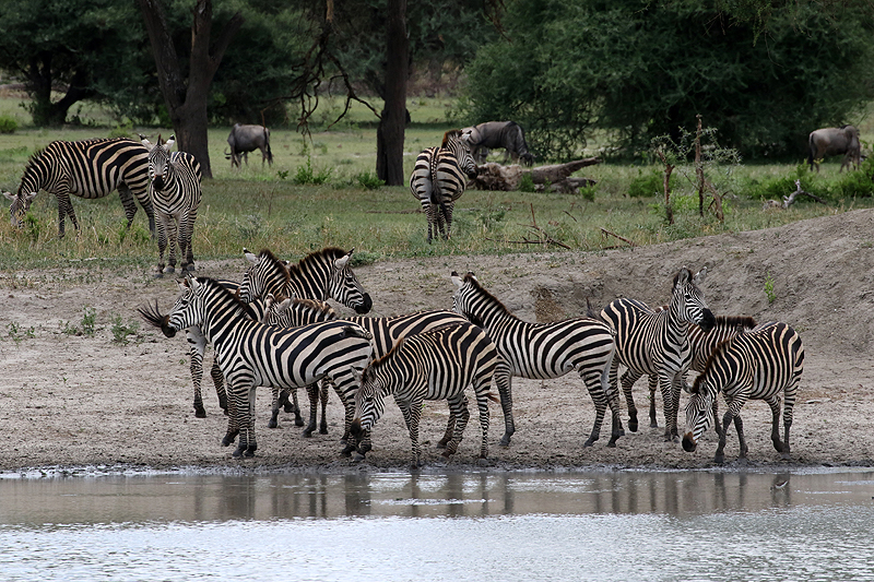 Tarangire