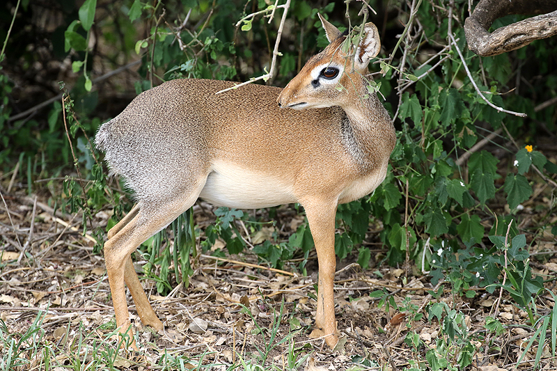 Photo dik-diks