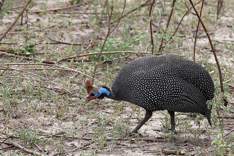 Tarangire