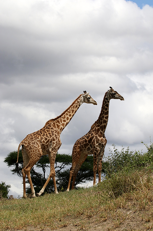 Tarangire