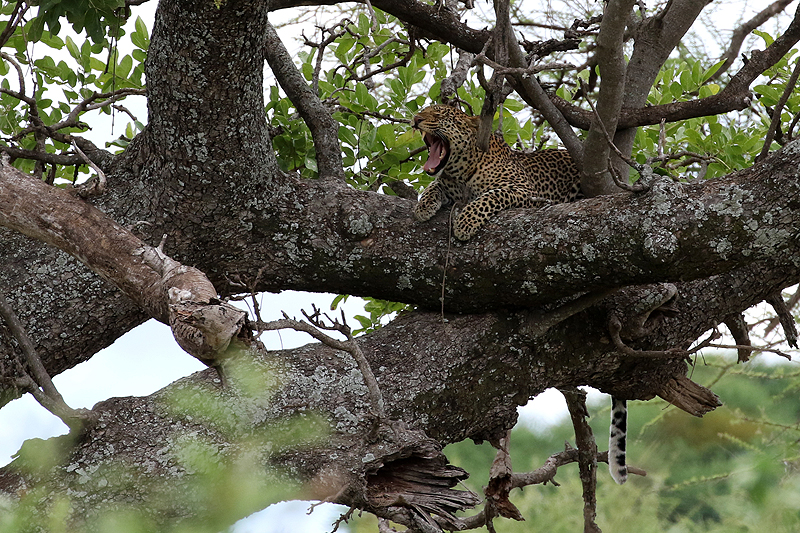 Tarangire