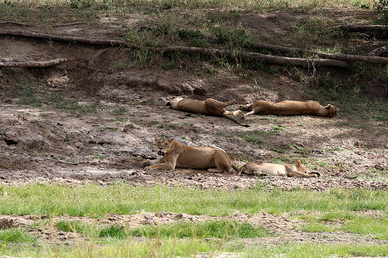 Tarangire