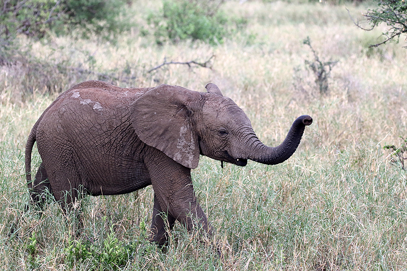 Tarangire