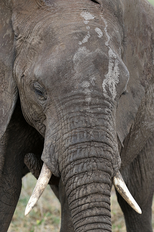 Tarangire