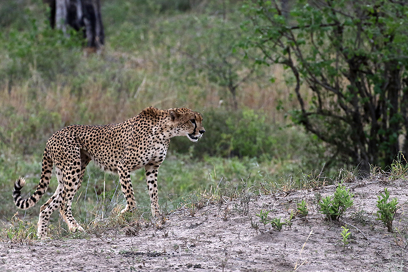 Tarangire