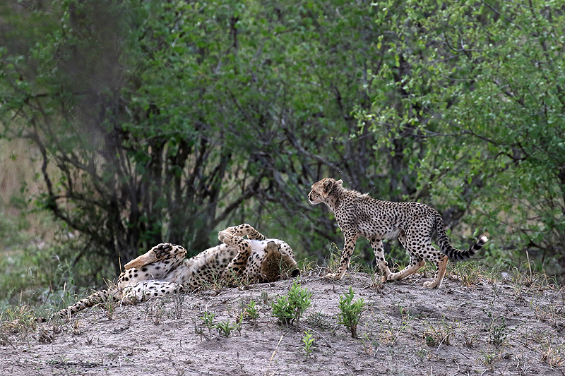 Tarangire