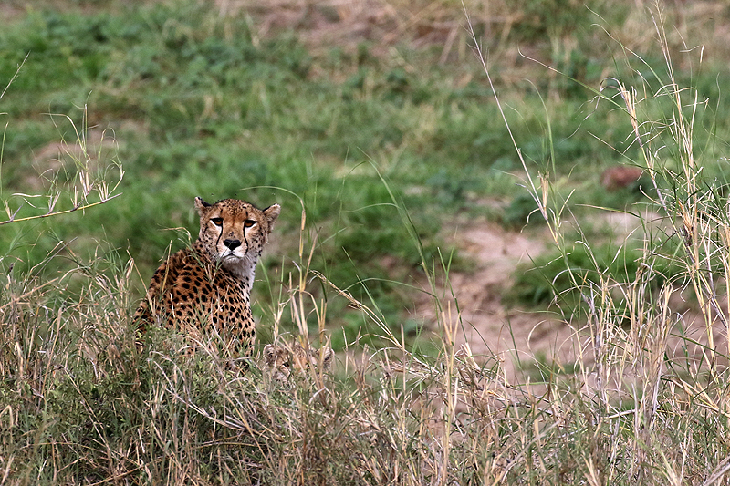 Tarangire