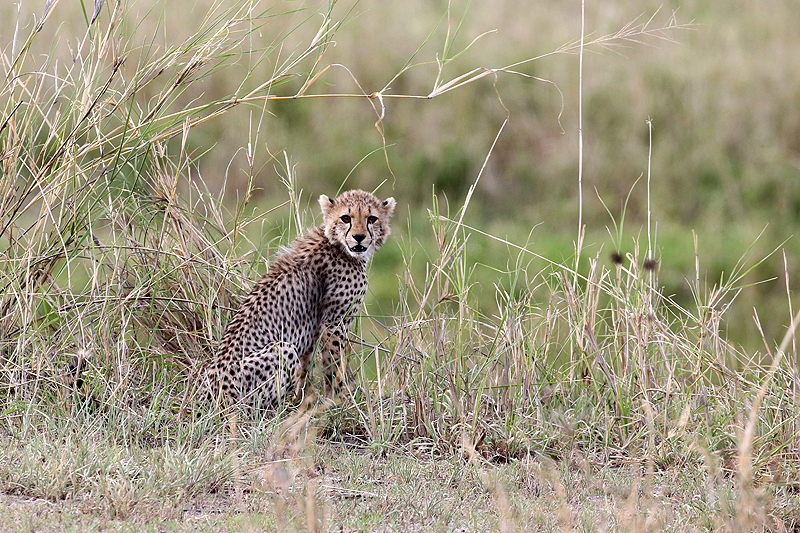 Tarangire