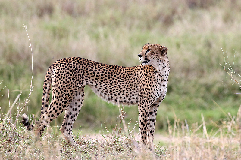 Tarangire