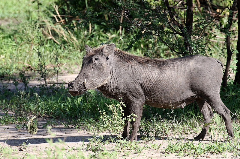 Tarangire