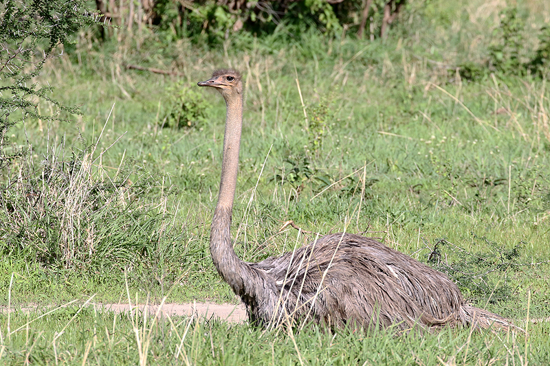 Tarangire