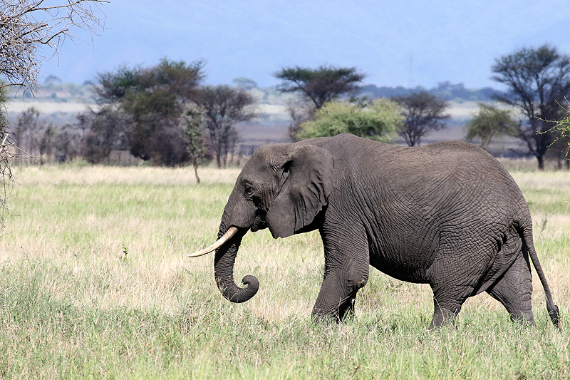 Tarangire