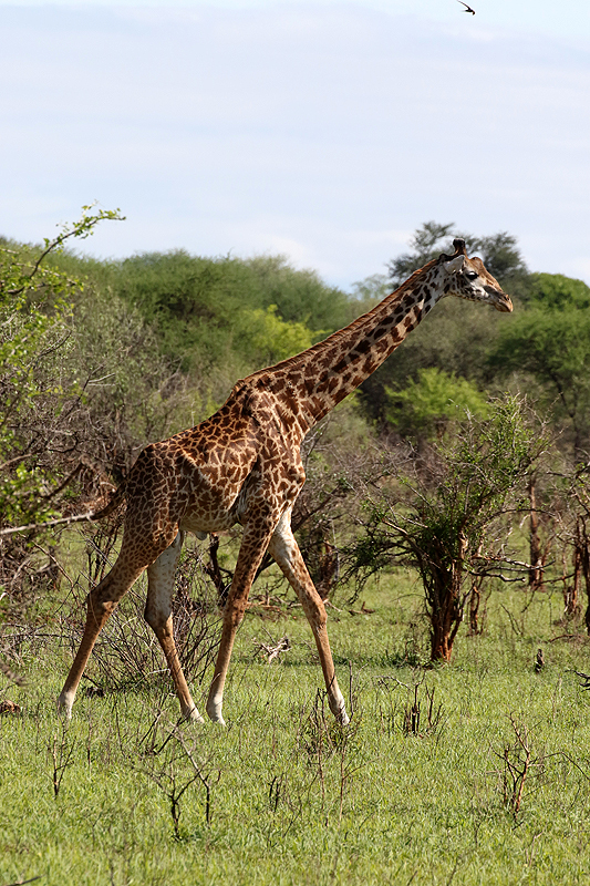 Tarangire