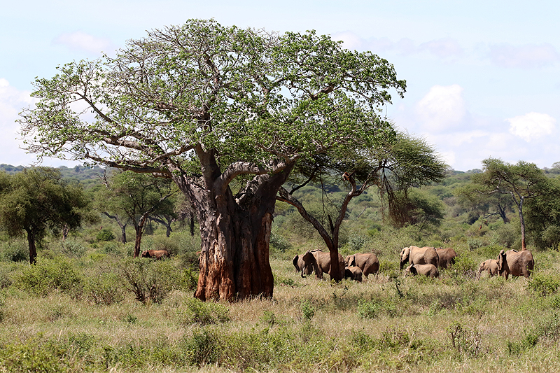 Tarangire