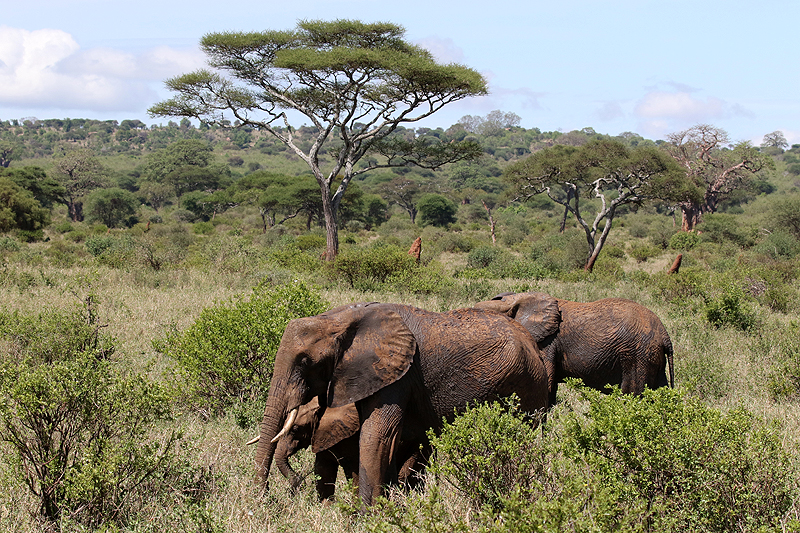 Tarangire