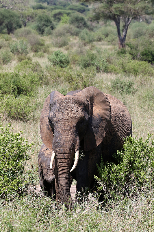 Tarangire