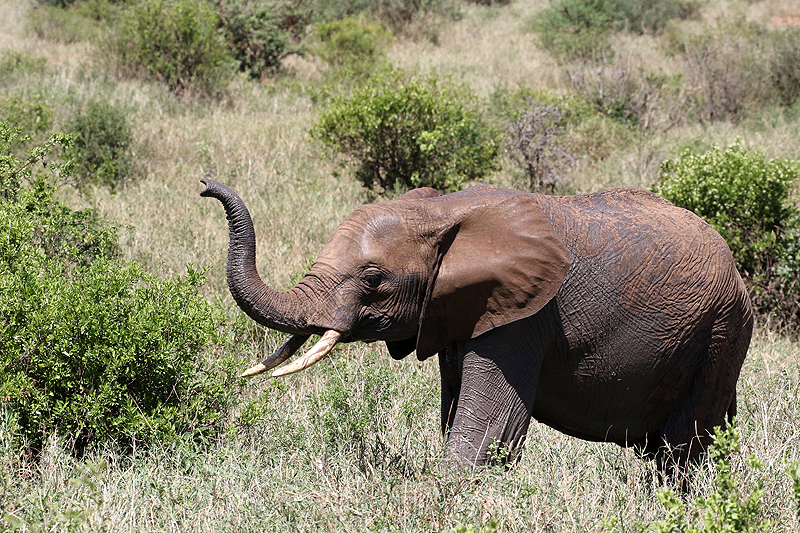 Tarangire