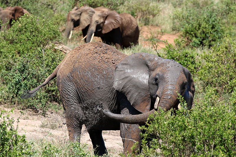 Photo éléphants