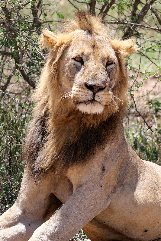 Tarangire