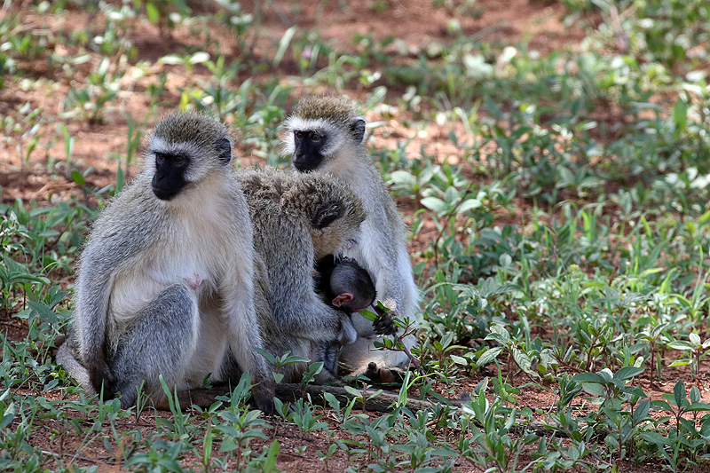 Tarangire