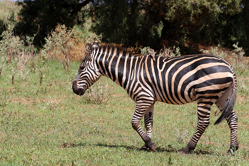 Tarangire