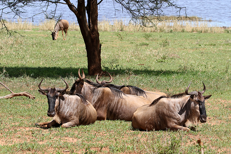 Tarangire
