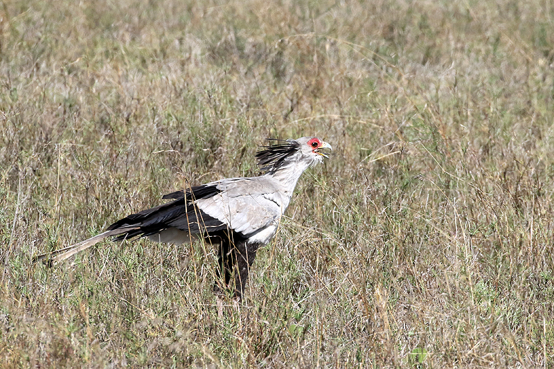 Tarangire