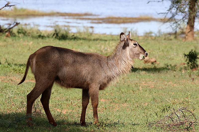 Tarangire