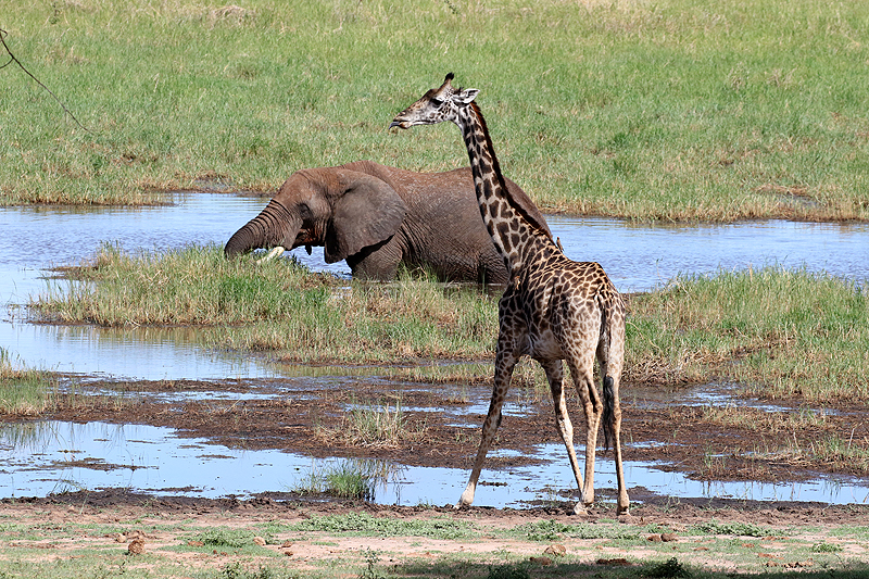 Tarangire
