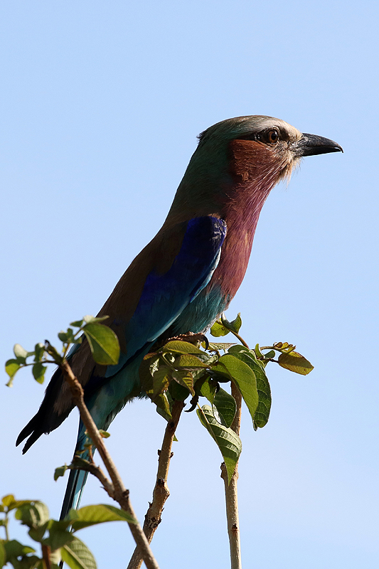 Tarangire