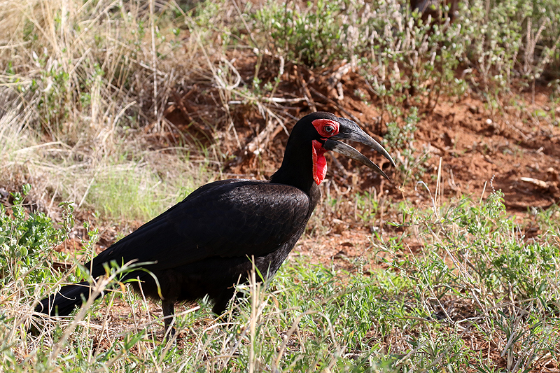 Tarangire