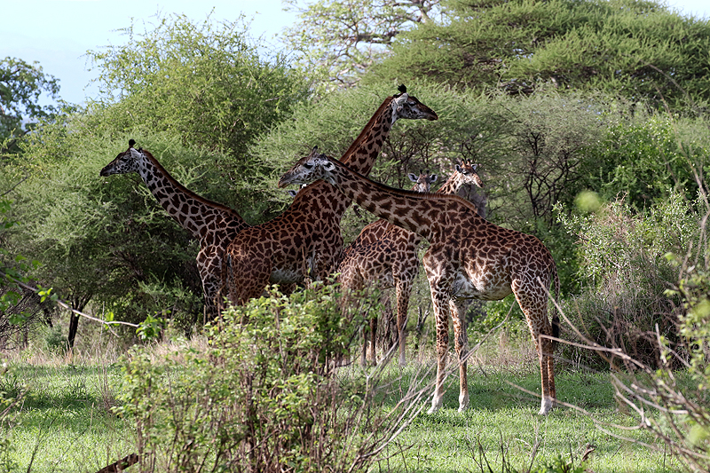 Tarangire