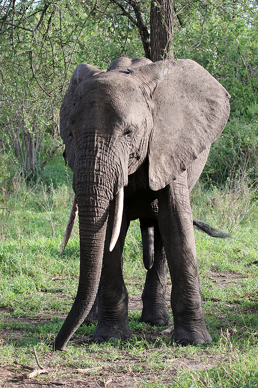 Tarangire