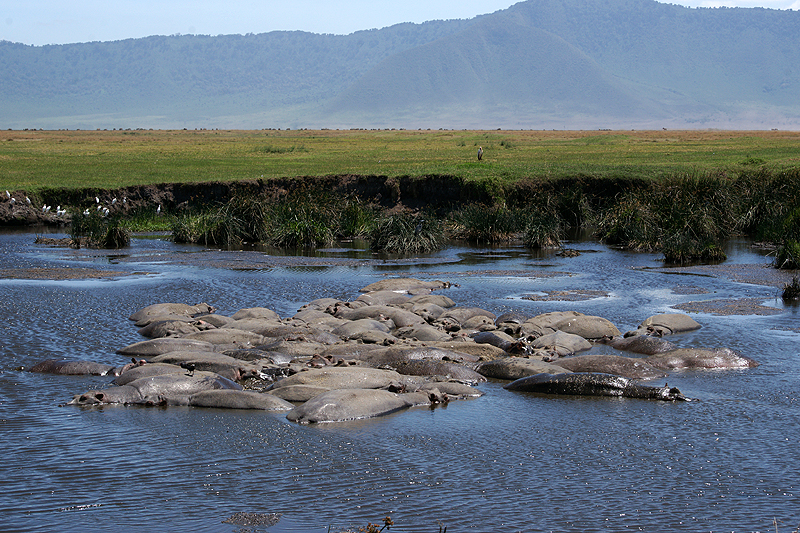 Ngorongoro