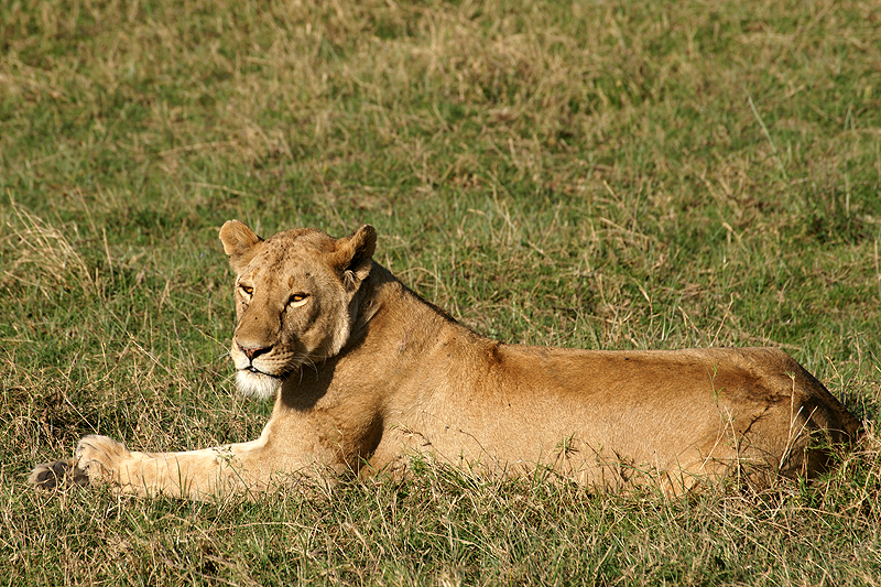Ngorongoro