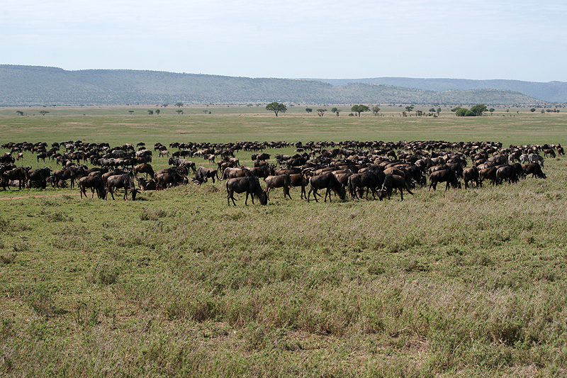 Serengeti