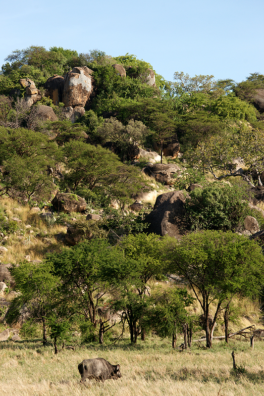 Serengeti