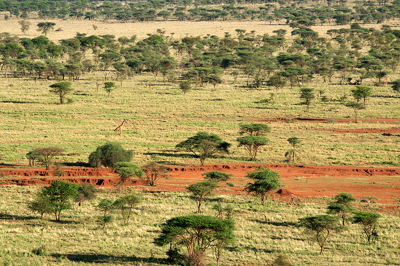 Serengeti