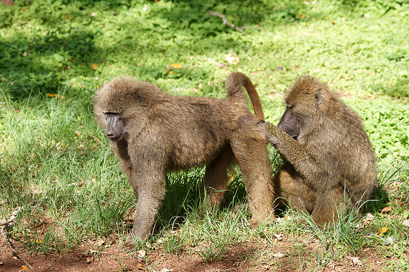 Ngorongoro