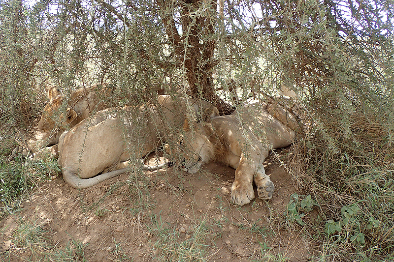 Serengeti