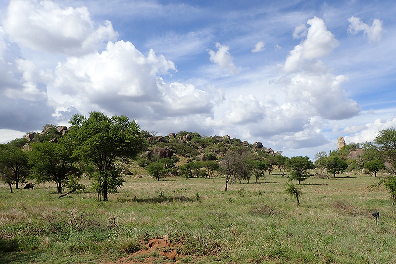 Serengeti